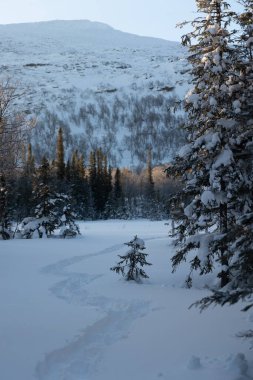 İsveç Kış Harikalar Diyarı: Kuzey Avrupa 'da Güneş Işığı Altında Karlı Yaban Ağaçları