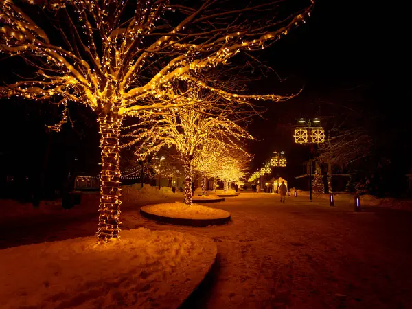 ラトビアの町の通りで導かれたイルミネーションされた木の美しい冬の風景 北ヨーロッパでお祝いの冬の装飾 ストック写真