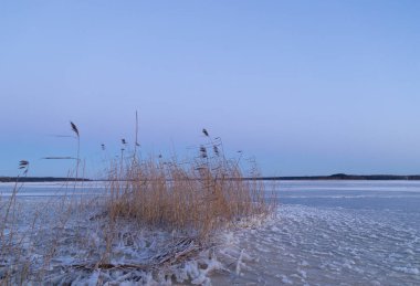 Donmuş gölün kıyısında kuru kamışlı güzel bir kış gündoğumu manzarası. Kuzey Avrupa 'da renkli manzara.