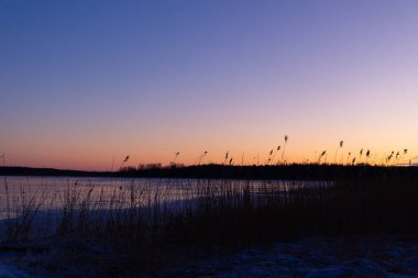 Donmuş gölün kıyısında kuru kamışlı güzel bir kış gündoğumu manzarası. Kuzey Avrupa 'da renkli manzara.