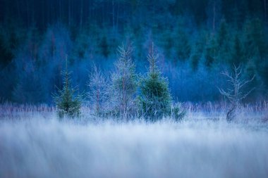 Güzel bir köknar ağacı, kış gündoğumunda ormanın ve çayırın yanında. Kuzey Avrupa 'nın renkli manzarası.