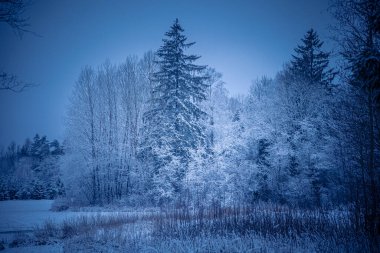 Bulutlu bir günde karlı ağaçlarla dolu güzel bir orman manzarası. Kuzey Avrupa 'nın kış manzarası.