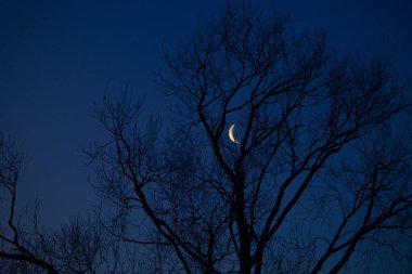 Ağaçların üzerinde ay yükselen güzel bir şafak manzarası. Kuzey Avrupa 'nın kış manzarası.
