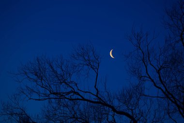 Ağaçların üzerinde ay yükselen güzel bir şafak manzarası. Kuzey Avrupa 'nın kış manzarası.