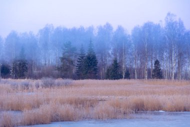 Güzel, karlı bir orman bulutlu bir günde tarlada. Kuzey Avrupa 'nın kış manzarası.