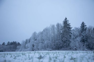 Güzel, karlı bir orman bulutlu bir günde tarlada. Kuzey Avrupa 'nın kış manzarası.