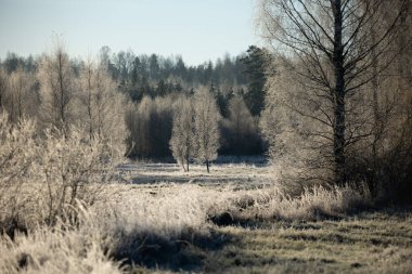 Ormandaki buzlu ağaçların güneşli ve güzel manzarası. Kuzey Avrupa 'nın erken kış manzarası.