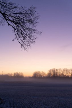 Kışın ilk saatlerinde sabah gökyüzüne karşı güzel bir ağaç silueti. Kuzey Avrupa 'nın mevsimlik manzarası.