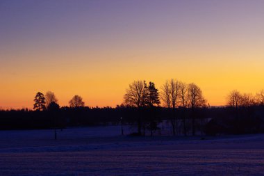 Kışın ilk saatlerinde sabah gökyüzüne karşı güzel bir ağaç silueti. Kuzey Avrupa 'nın mevsimlik manzarası.