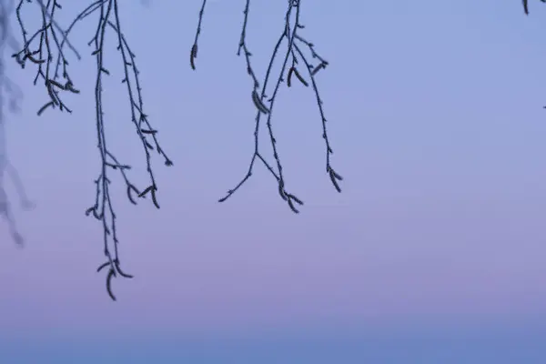 A beautiful minimalist scenery of bare tree branches on the colorful sky background. Frozen lake with a horizon in the distance in Northern Europe.