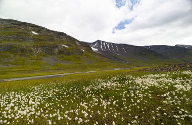 İsveç 'teki Sarek Ulusal Parkı' nda büyüyen güzel beyaz bir pamuk otu. Kuzey Avrupa 'nın yaz manzarası.