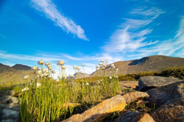 A beautiful white cottongrass growing in the Sarek National Park, Sweden. Summer landscape of Northern Europe wilderness. clipart