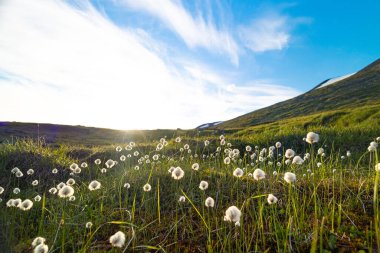 İsveç 'teki Sarek Ulusal Parkı' nda büyüyen güzel beyaz bir pamuk otu. Kuzey Avrupa 'nın yaz manzarası.