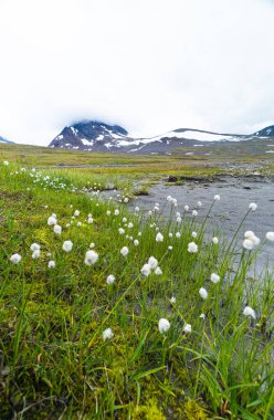 İsveç 'teki Sarek Ulusal Parkı' nda büyüyen güzel beyaz bir pamuk otu. Kuzey Avrupa 'nın yaz manzarası.