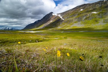 Sarek Ulusal Parkı 'nda açan sarı çiçekli güzel, güneşli bir çarşaf. Kuzey Avrupa 'da karahindibalar.