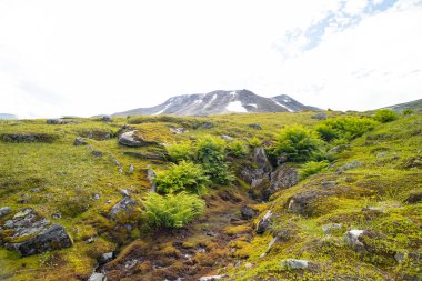 İsveç 'teki Sarek Ulusal Parkı' nda yetişen güzel yeşil eğreltiotları. Kuzey Avrupa 'nın doğal bitkilerle dolu yaz manzarası.