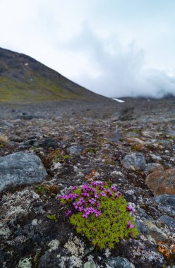 İsveç 'teki Sarek Ulusal Parkı' nda çiçek açan güzel çiçekler. Yaz boyunca Kuzey Avrupa 'nın aydınlık manzarası.