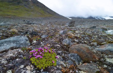 İsveç 'teki Sarek Ulusal Parkı' nda çiçek açan güzel çiçekler. Yaz boyunca Kuzey Avrupa 'nın aydınlık manzarası.