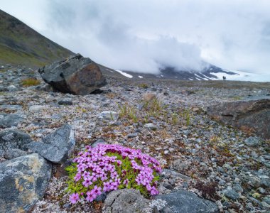 İsveç 'teki Sarek Ulusal Parkı' nda çiçek açan güzel çiçekler. Yaz boyunca Kuzey Avrupa 'nın aydınlık manzarası.