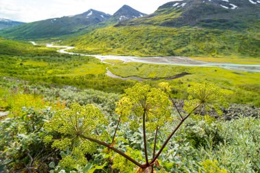 İsveç 'teki Sarek Ulusal Parkı' nda güzel bir yaz manzarası. Kuzey Avrupa 'da büyüyen bitkiler.