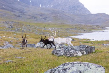 İsveç 'teki Sarek Ulusal Parkı' nda yaşayan çok güzel bir ren geyiği. Kuzey Avrupa 'daki yerel hayvanların yaz manzarası.