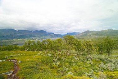 İsveç 'teki Sarek Ulusal Parkı' nda büyüyen eğri huş ağaçlarının güzel manzarası. Kuzey Avrupa 'da ağaçlarla kaplı dağ manzarası.