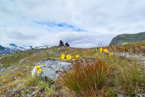 Sarek Ulusal Parkı 'nda açan sarı çiçekli güzel, güneşli bir çarşaf. Kuzey Avrupa 'da karahindibalar.