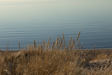 Beutigul, Baltık Denizi yakınlarındaki kum tepelerinde çimen koruluğunun güneşli manzarası. Kuzey Avrupa 'nın erken bahar günbatımı manzarası.