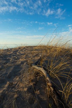 Baltık Denizi 'nin kumullarında yetişen kuru otlarla güzel bir günbatımı manzarası. Kuzey Avrupa 'da renklendirme manzarası.
