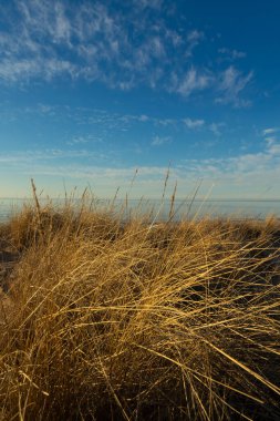 Baltık Denizi 'nin kumullarında yetişen kuru otlarla güzel bir günbatımı manzarası. Kuzey Avrupa 'da renklendirme manzarası.