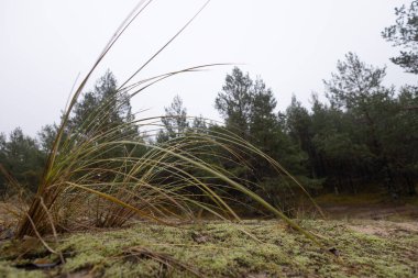 Baltık Denizi sahilindeki kum tepelerinde çimler büyüyor. Kuzey Avrupa 'nın bahar manzarası.