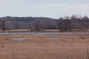 Nehirli güzel bir ilkbahar manzarası. Kuzey Avrupa 'nın doğal kırsal manzarası.