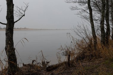 Nehirde sis ve devrilmiş ağaçlarla dolu bulutlu bir gün. Kuzey Avrupa 'nın erken bahar manzarası.
