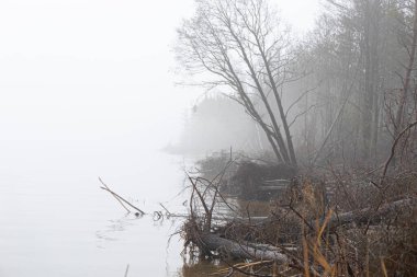 Nehirde sis ve devrilmiş ağaçlarla dolu bulutlu bir gün. Kuzey Avrupa 'nın erken bahar manzarası.