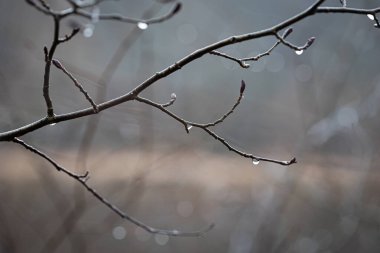 Letonya 'daki Gaija Ulusal Parkı' nda ilkbaharda güzel ağaç dalları. Kuzey Avrupa 'nın doğal bahar manzarası.