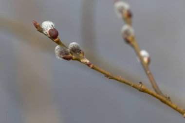 Letonya 'daki Gaija Ulusal Parkı' nda ilkbaharda güzel ağaç dalları. Kuzey Avrupa 'nın doğal bahar manzarası.