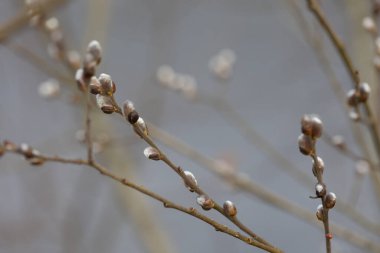 Letonya 'daki Gaija Ulusal Parkı' nda ilkbaharda güzel ağaç dalları. Kuzey Avrupa 'nın doğal bahar manzarası.