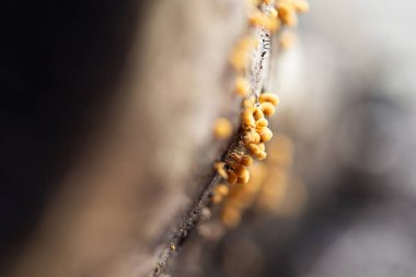 Letonya 'daki Gauja Ulusal Parkı' nda güzel bir bahar ayrıntıları. Kuzey Avrupa 'nın doğal ilkbahar manzarası.