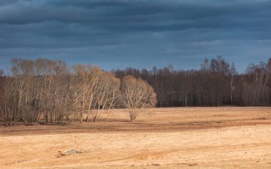 Letonya 'da güzel bir erken bahar ormanlık arazisi. Kuzey Avrupa 'nın doğal bahar manzarası.
