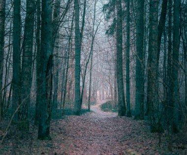 Letonya 'da güzel bir erken bahar ormanlık arazisi. Kuzey Avrupa 'nın doğal bahar manzarası.