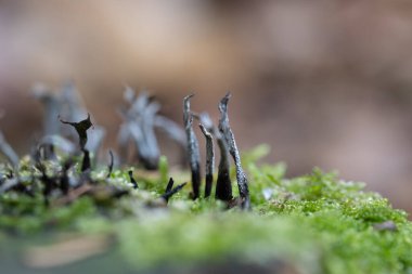 İlkbaharın başlarında ağaçlarda yetişen güzel bir liken. Kuzey Avrupa 'nın doğal orman manzarası.