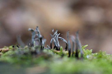 İlkbaharın başlarında ağaçlarda yetişen güzel bir liken. Kuzey Avrupa 'nın doğal orman manzarası.