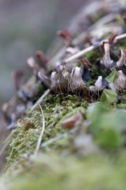 İlkbaharın başlarında ağaçlarda yetişen güzel bir liken. Kuzey Avrupa 'nın doğal orman manzarası.