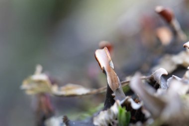 İlkbaharın başlarında ağaçlarda yetişen güzel bir liken. Kuzey Avrupa 'nın doğal orman manzarası.