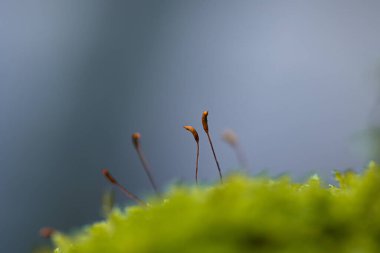 Baharın başlarında ağaçlarda yetişen güzel bir yeşil yosun. Kuzey Avrupa 'nın doğal orman manzarası.