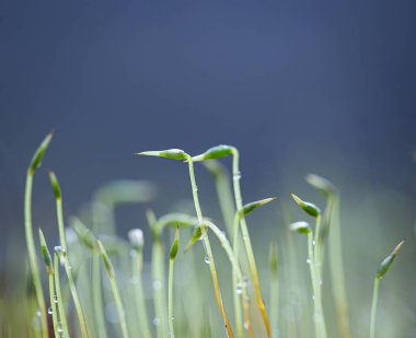 Baharın başlarında ağaçlarda yetişen güzel bir yeşil yosun. Kuzey Avrupa 'nın doğal orman manzarası.
