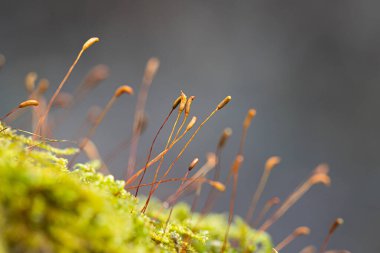 Baharın başlarında ağaçlarda yetişen güzel bir yeşil yosun. Kuzey Avrupa 'nın doğal orman manzarası.