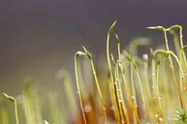 Baharın başlarında ağaçlarda yetişen güzel bir yeşil yosun. Kuzey Avrupa 'nın doğal orman manzarası.