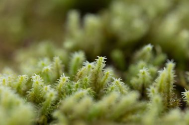 Baharın başlarında ağaçlarda yetişen güzel bir yeşil yosun. Kuzey Avrupa 'nın doğal orman manzarası.