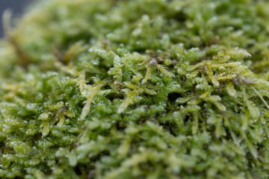 Baharın başlarında ağaçlarda yetişen güzel bir yeşil yosun. Kuzey Avrupa 'nın doğal orman manzarası.